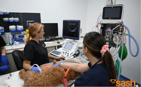 SASH Doctors with a dog