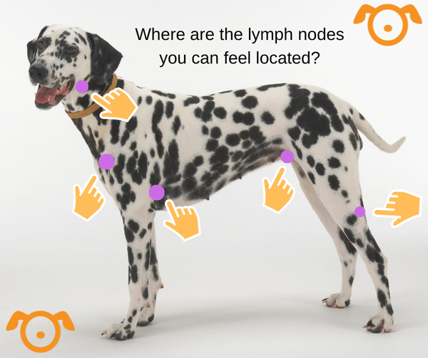 lymphoma dog lymph nodes